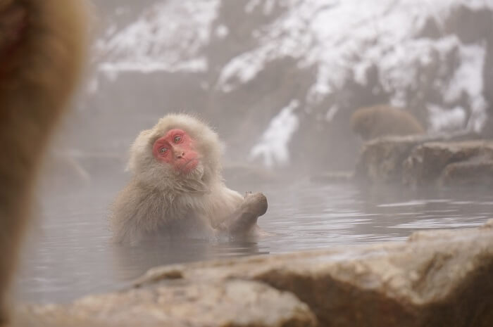 癒しの温泉タイム。猿たちのかわいい写真たっぷり。