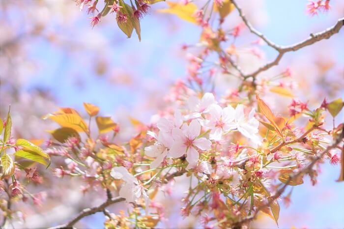 葉桜の季節にきっと思い出すよ