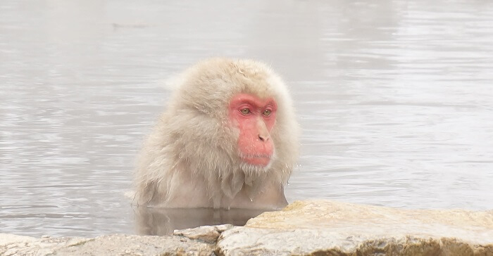 Snow Monkey Parkのお猿さん。温泉に入ってほっこり。