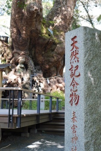 天然記念物！熱海・来宮神社の大楠。
