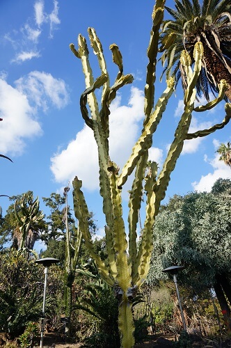 植物園の砂漠エリア（Desert Garden）のサボテン｜アメリカの大富豪の邸宅は桁違いのスケールだった…！華麗なるハンティントン・ライブラリー